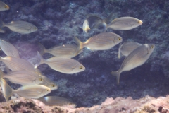Palinuro