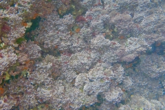 Palinuro