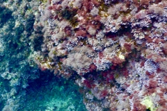 Palinuro