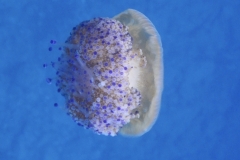 Palinuro
