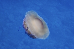 Palinuro