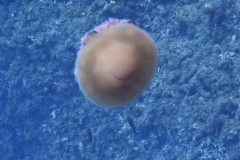 Palinuro