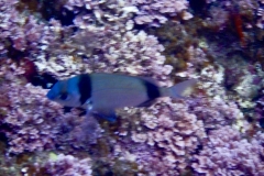 Palinuro